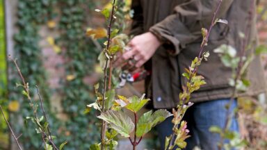 takken met herfstbladeren met man op achtergrond met snoeischaar.