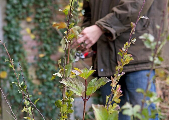 takken met herfstbladeren met man op achtergrond met snoeischaar.