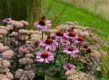 Border met zonnehoed