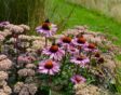 Border met zonnehoed