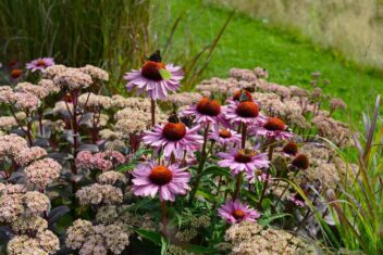 Border met zonnehoed