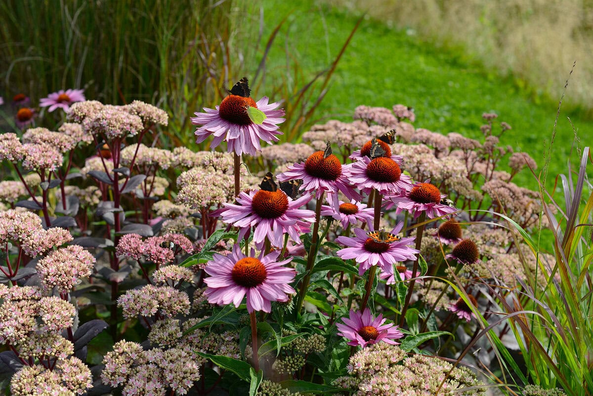 Border met zonnehoed