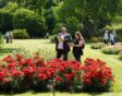 Hans en Britta van Hage op het Rozenconcours.