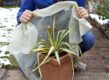 Vrouw doet vliesdoek om een plant in de winter bij vorst.