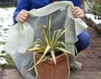 Vrouw doet vliesdoek om een plant in de winter bij vorst.