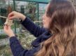 Anne Wieggers hangt een vogelslinger op in haar tuin.
