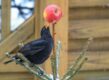 Vogel eet van een appel in de tuin.