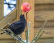 Vogel eet van een appel in de tuin.