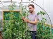 Man draait touw om grote tomatenplant heen