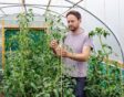 Man draait touw om grote tomatenplant heen