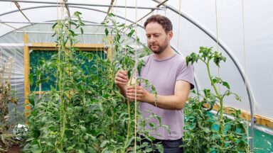 Man draait touw om grote tomatenplant heen
