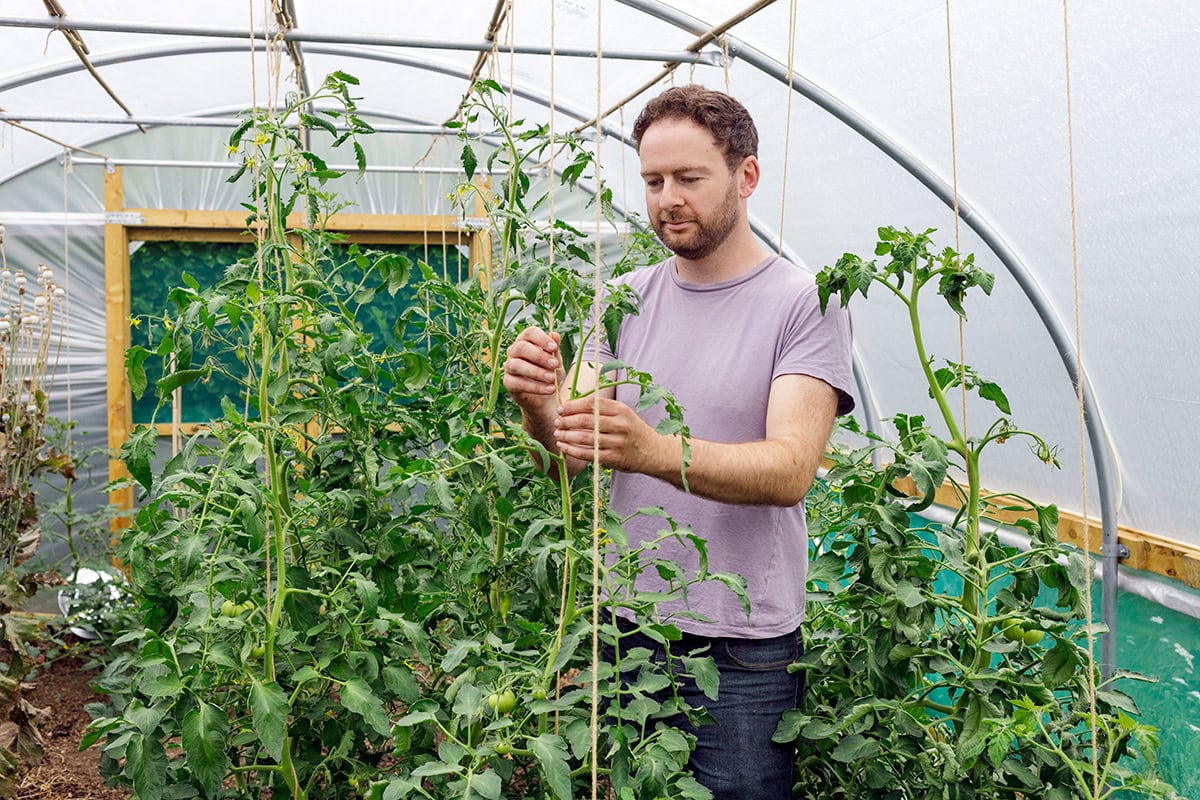 Man draait touw om grote tomatenplant heen