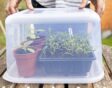 Iemand zet een plastic box omgekeerd over gekweekte plantjes.