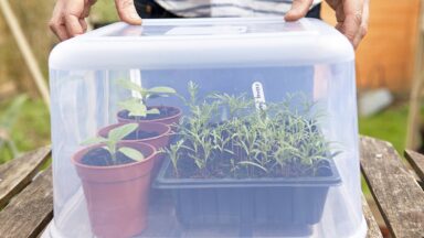 Iemand zet een plastic box omgekeerd over gekweekte plantjes.