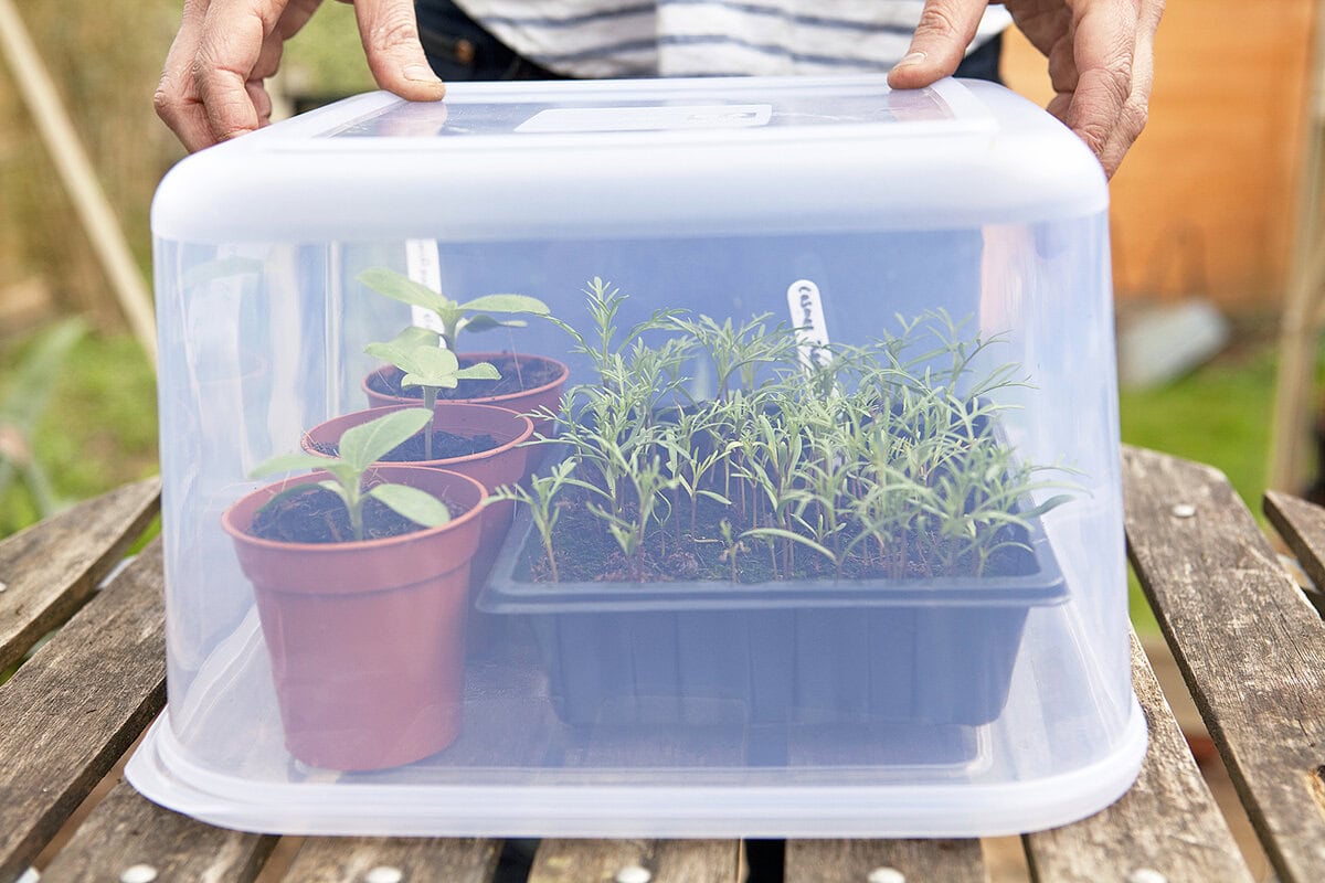 Iemand zet een plastic box omgekeerd over gekweekte plantjes.