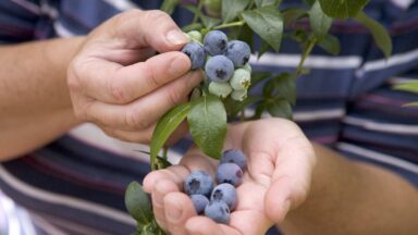 blauwe bessen oogsten