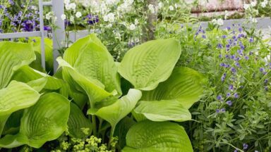Hosta als eetbare plant in de siertuin