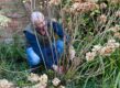 Hurkende man achter hortensia snoeit takken.
