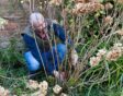 Hurkende man achter hortensia snoeit takken.