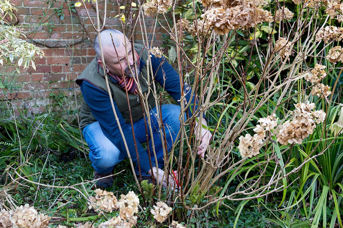 Hurkende man achter hortensia snoeit takken.
