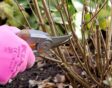 Snoeischaar knipt stengel van plant boven knop