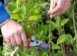 Man snoeit met snoeischaar stengel van hortensia