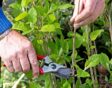 Man snoeit met snoeischaar stengel van hortensia