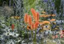 Oranje bloemen van de Kniphofia in een sierborder met paars en witte bloemen.