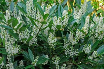 Witte bloemaren in groene struik met glanzend blad.