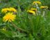 Gele bloemen met groene geveerde bladeren