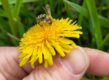 hand houdt paardenbloem vast met wilde bij erop.