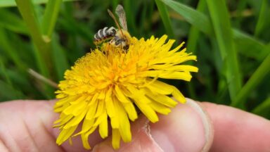 hand houdt paardenbloem vast met wilde bij erop.