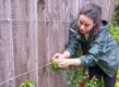 vrouw bindt plant aan steundraad langs schutting