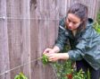 vrouw bindt plant aan steundraad langs schutting